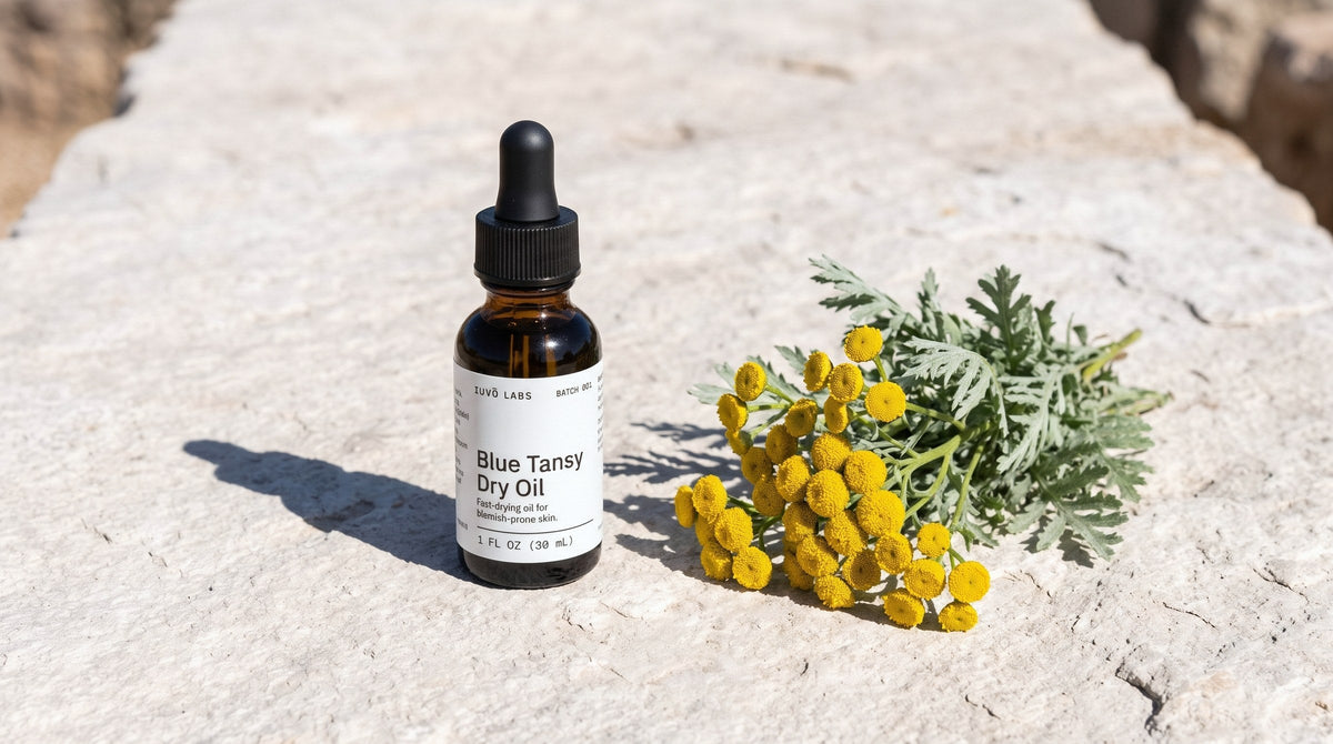 Blue Tansy Dry Oil on pale stone beside a sprig of blue tansy flowers